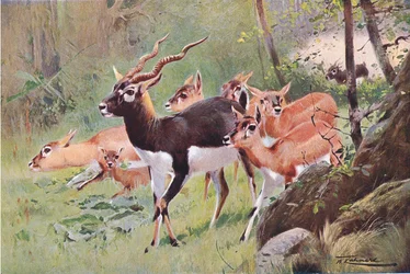 Black Buck, de Wildlife of the World publié par Frederick Warne & Co, vers 1900